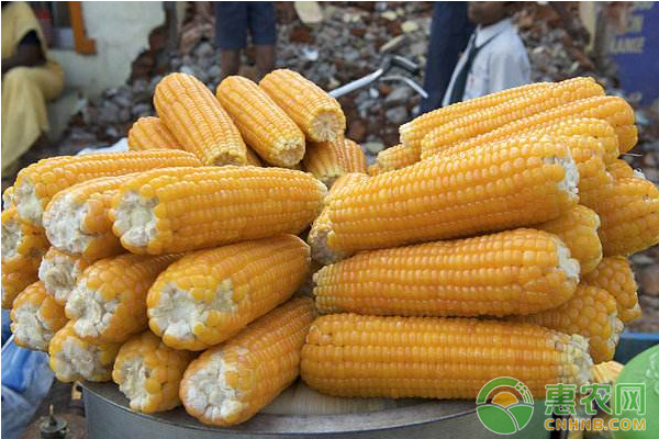 2月28日全国玉米价格行情：近期玉米价格普遍上涨