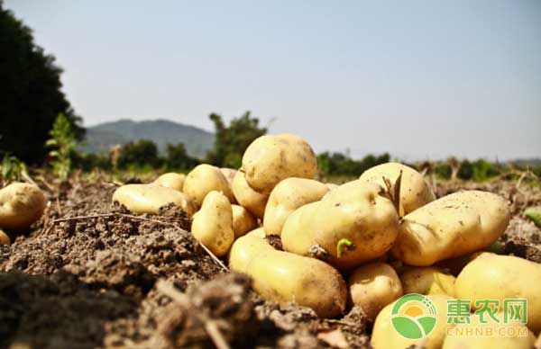 2月28日各省土豆市场收购价及行情点评