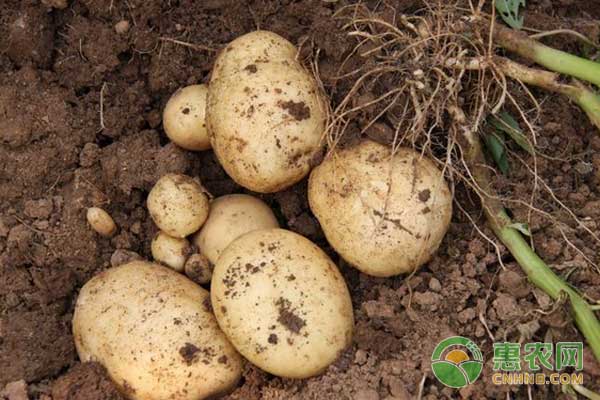 2月28日各省土豆市场收购价及行情点评