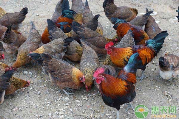 肉鸡价格行情