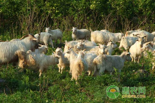 3月2日羊价行情：近期羊价下跌，跌幅在0.5-1元/斤