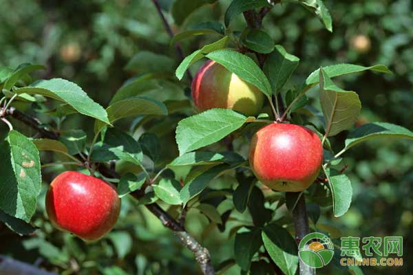 3月3日苹果产区价格行情：交易低迷，价格或将走弱