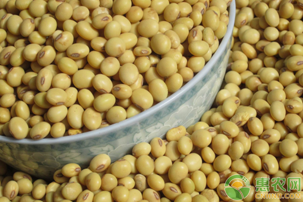 最新大豆价格