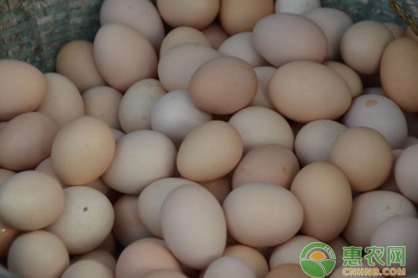 3月6日全国鸡蛋价格行情：近期蛋价或持续偏弱调整，下跌空间有限