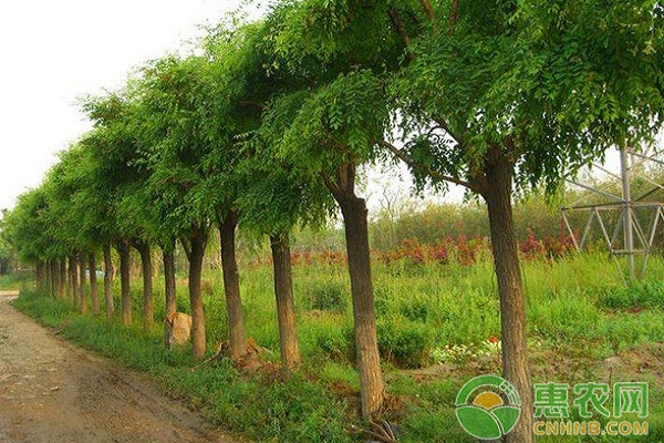 3月6日苗木价格最新报价：乡土树种涨幅加速！
