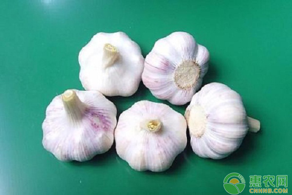 3月6日大蒜最新行情：大蒜价格持续下滑