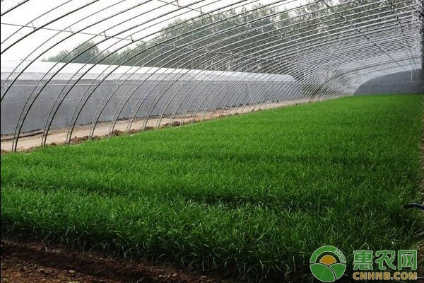 2018年3月8日韭菜注销区最新市场价格分析
