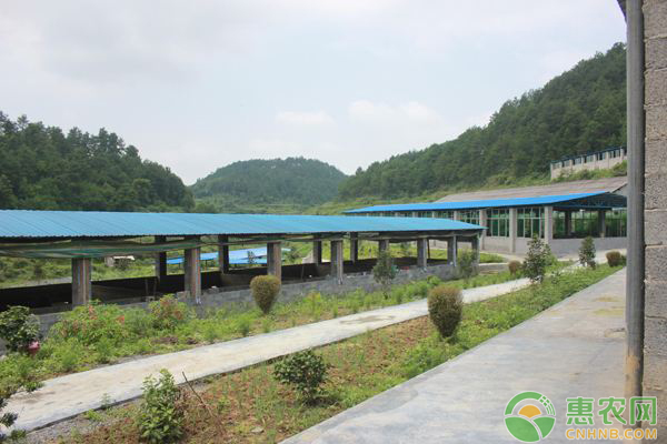肉禽日评：毛鸡震荡偏弱 苗价跟随调整