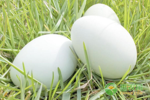 3月9日全国鸡蛋价格行情：以稳为主，部分地区小涨