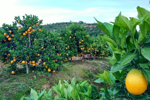 3月9日国内脐橙主产区收购价格