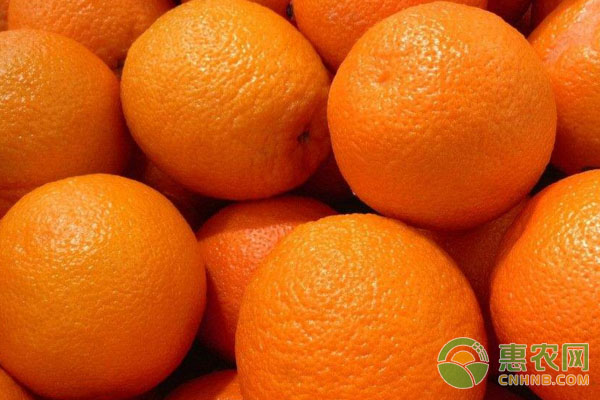 3月9日国内脐橙主产区收购价格及行情