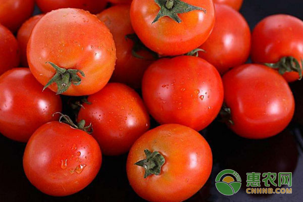 3月9日西红柿主产区市场收购价格