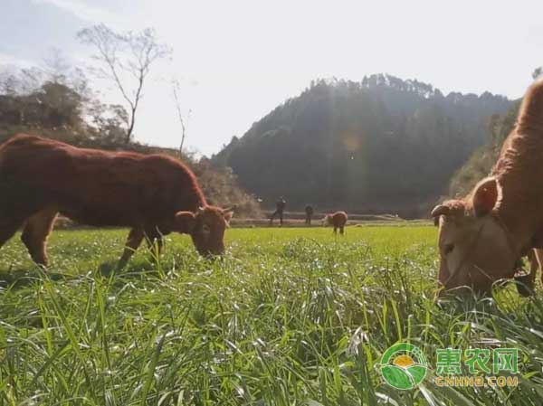 新晃牛肉：中国地理标志产品新晃牛肉图文百科
