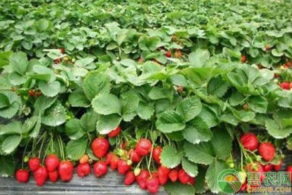  2018年3月13日国内草莓主产区收购价格行情