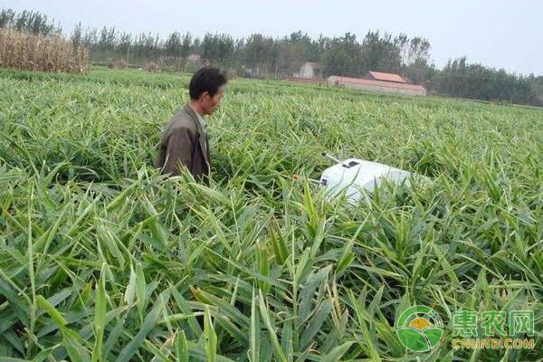种植生姜秘籍
