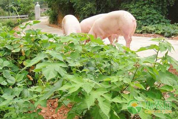 猪不吃饲料改吃树叶？构树发酵养猪成为养猪致富新模式