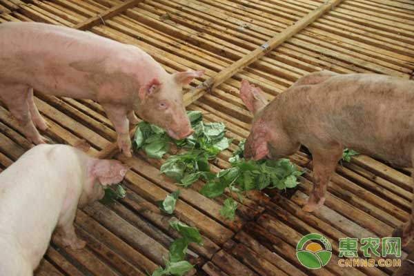 猪不吃饲料改吃树叶？构树发酵养猪成为养猪致富新模式
