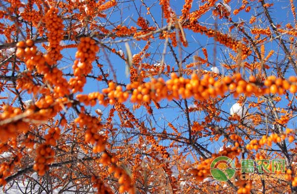 沙棘怎么种沙棘种植技术