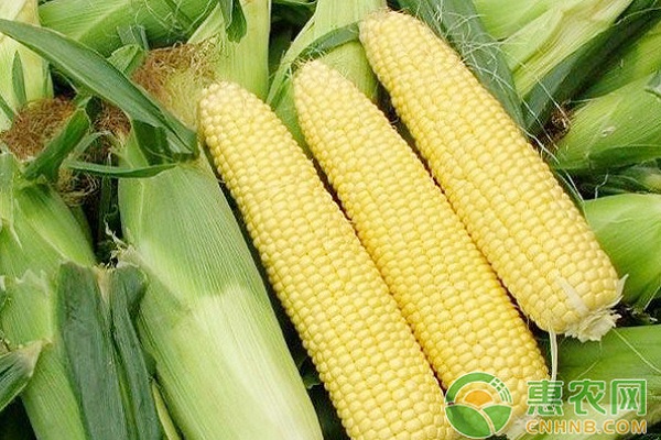 今日全国玉米价格行情：玉米价格开始趋弱运行！