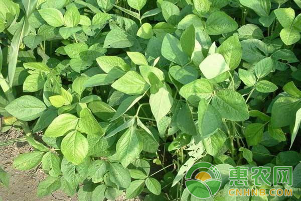 2018年3月20日全国大豆价格最新行情