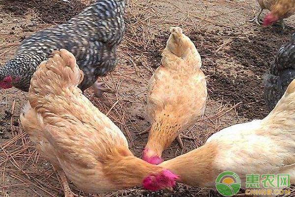 肉禽日评:毛鸡涨势放缓 苗价面临调整 肉禽日评:毛鸡涨势放缓 苗价面临调整