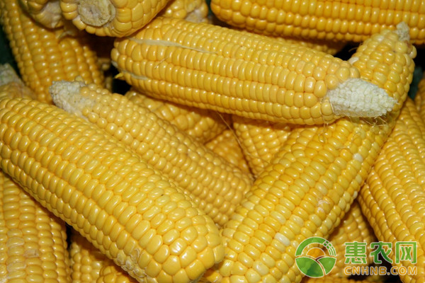 今日玉米价格行情：玉米价格又开始陆续下调！
