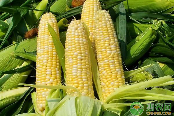 玉米日评：临储拍卖将至 粮价承压下行