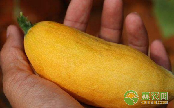 长得像老鼠还能变色？亩产上万的老鼠瓜，你敢种植吗？