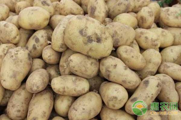 土豆价格