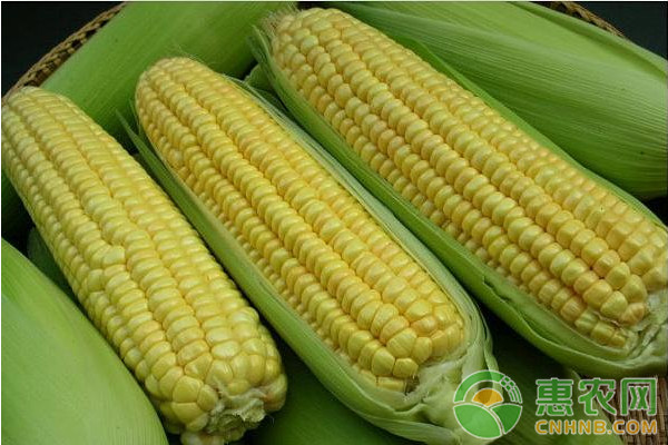 今天玉米价格多少钱一斤？4月3日国内玉米主产区价格行情