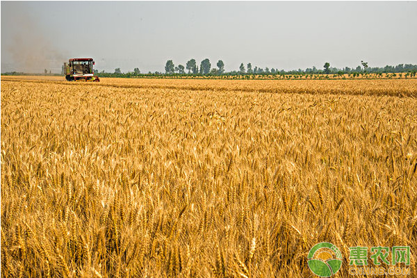河南地区小麦超高产品种选用及其栽培技术