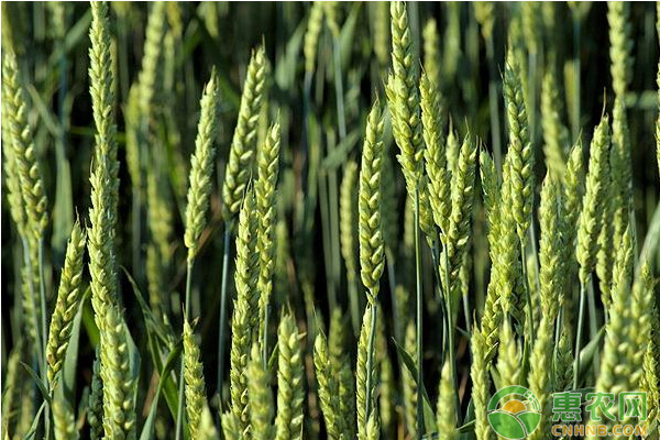 河南地区小麦超高产品种选用及其栽培技术