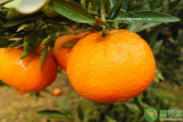 柑橘怎样施肥?2018年柑橘春季施肥技术指导方