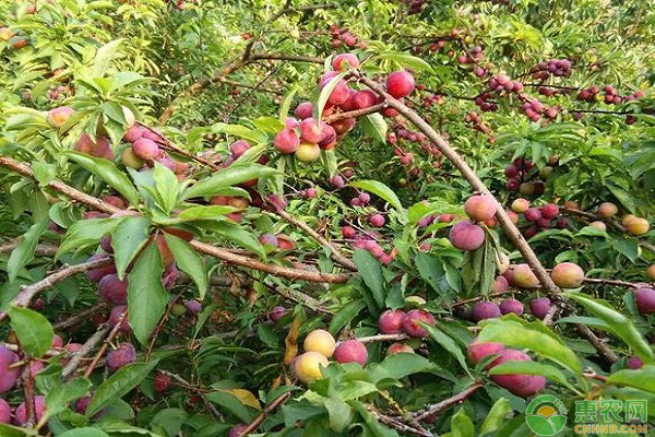 农户种植三月李，年收入80000元，比打工强多了！