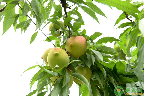 农户种植三月李，年收入80000元，比打工强多了！