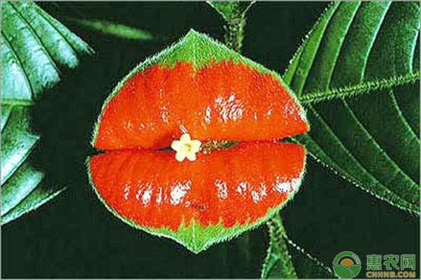 世界上最性感的花，热唇草