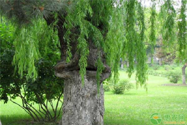 世界上最恐怖能“吃人”的树，蛇树