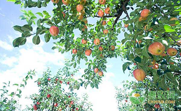 4月12日苹果市场行情：销售清淡，但价格稳定