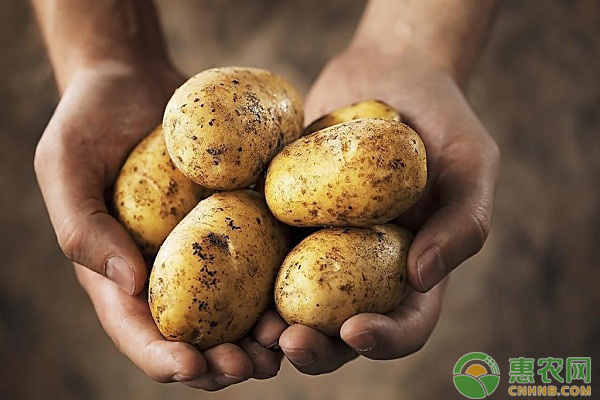 土豆价格创历史新低，专家称还会下跌？