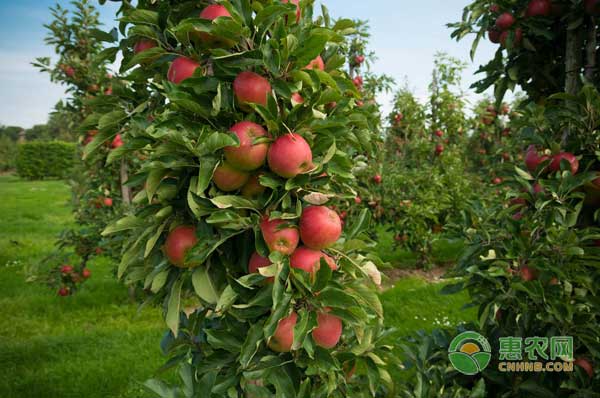 4月13日苹果行情：产区出货减缓，客商收购量稳增