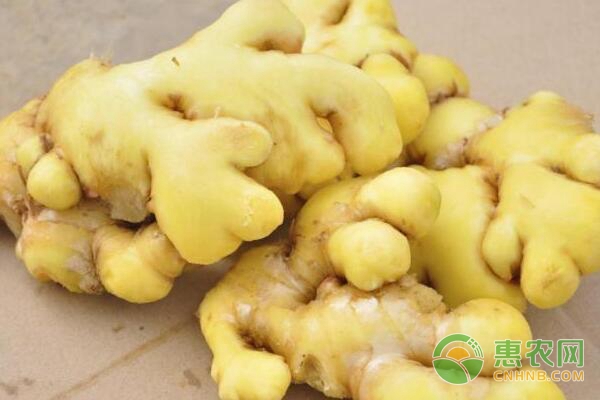 最新生姜价格