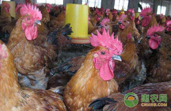 4月13日肉毛鸡、肉鸡苗最新价格行情