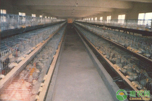 肉禽日评：鸡价越涨越强 提振苗价上涨