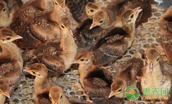 4月13日肉毛鸡、肉鸡苗最新价格行情