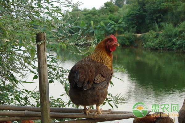 4月13日肉毛鸡、肉鸡苗最新价格行情