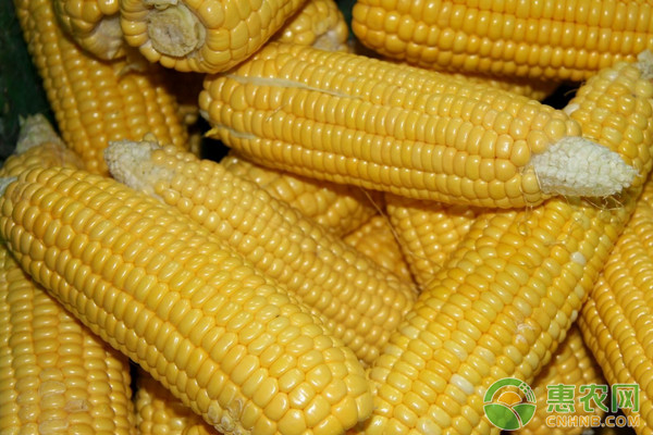 玉米价格何时能涨？4月14日玉米价格最新行情