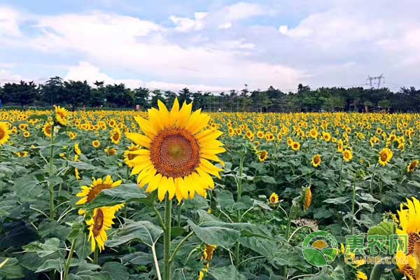 葵花籽多少钱一斤?4月14日葵花市场最新价格行情 葵花籽多少钱一斤?4月14日葵花市场最新价格行情