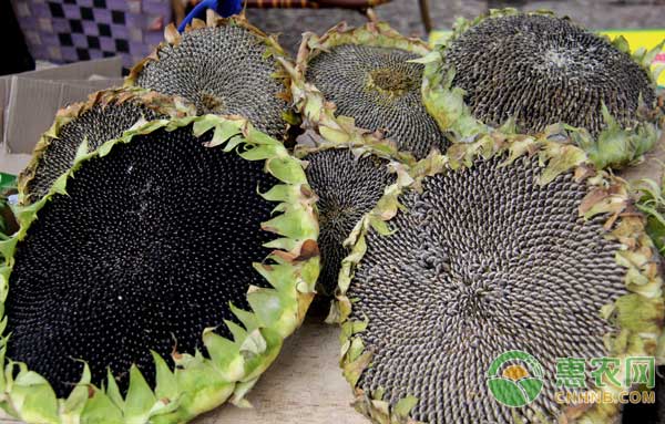 葵花籽多少钱一斤？4月14日葵花市场最新价格行情