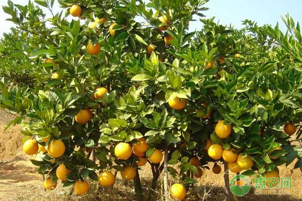 柑橘种植品种有哪些?柑橘品种介绍