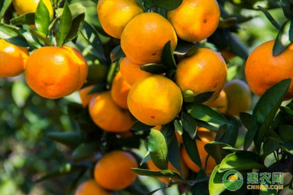 柑橘种植品种有哪些?柑橘品种介绍